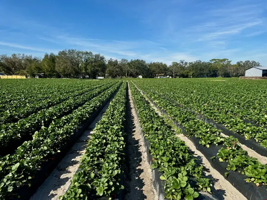 Strawberry fields and oak hammocks outside Plant City, Florida