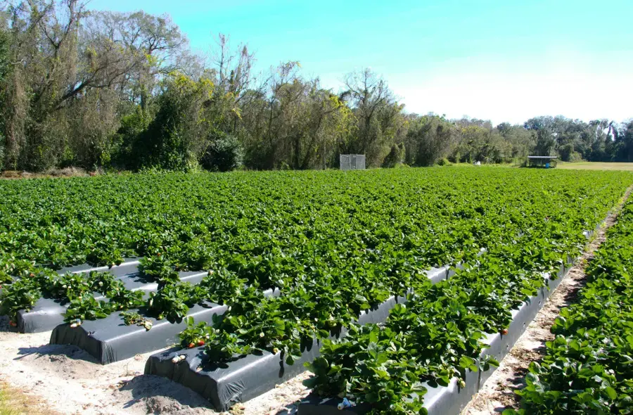 Strawberry field rows on plastic beds outside Plant City, Florida